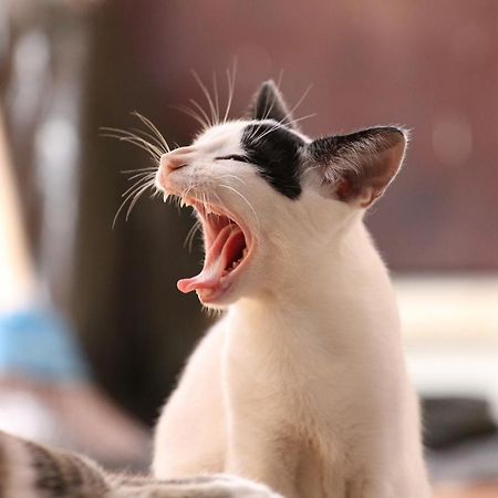 猫と断食の宿 Cat Inn Neko Kunisaki Εξωτερικό φωτογραφία