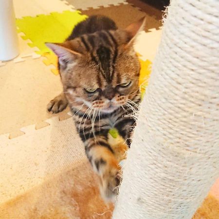猫と断食の宿 Cat Inn Neko Kunisaki Εξωτερικό φωτογραφία
