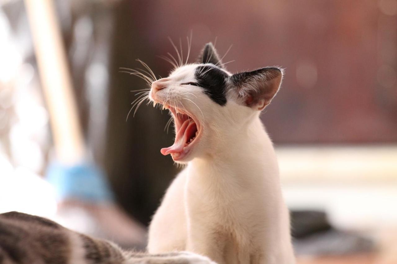 猫と断食の宿 Cat Inn Neko Kunisaki Εξωτερικό φωτογραφία