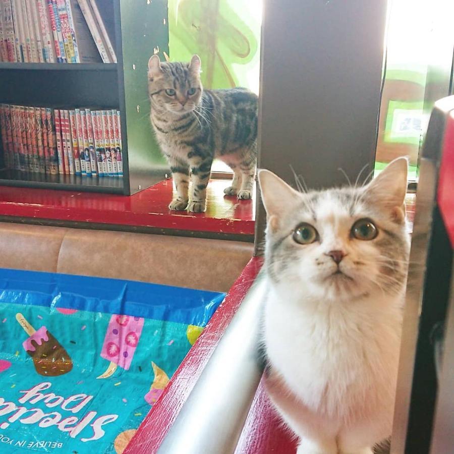 猫と断食の宿 Cat Inn Neko Kunisaki Εξωτερικό φωτογραφία