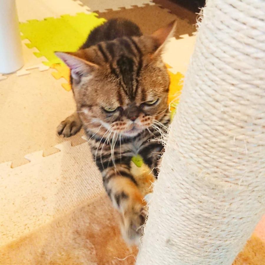 猫と断食の宿 Cat Inn Neko Kunisaki Εξωτερικό φωτογραφία