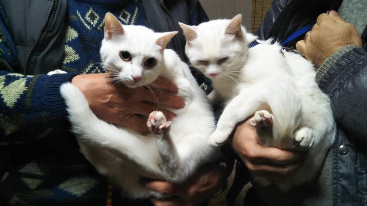 猫と断食の宿 Cat Inn Neko Kunisaki Εξωτερικό φωτογραφία
